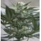 Auto Kush Feminisiert Auto Kush Feminisiert