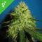 Big Bud Big Bud