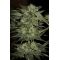 Blueberry Feminisiert (auto flowering) Blueberry Feminisiert (auto flowering)