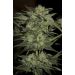 Blueberry Feminisiert (auto flowering) Blueberry Feminisiert (auto flowering)