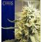 Ceres Kush Ceres Kush