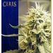 Ceres Kush Ceres Kush
