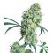 Ed Rosenthal Super Bud Ed Rosenthal Super Bud