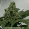 Hindu Kush Hindu Kush