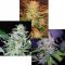 Indica Champion Pack Feminisiert Indica Champion Pack Feminisiert