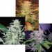 Indica Champion Pack Feminisiert Indica Champion Pack Feminisiert