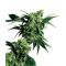 Mr Nice G13 x Hash Plant Mr Nice G13 x Hash Plant