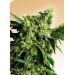 Mr Nice G13 x Hash Plant Mr Nice G13 x Hash Plant