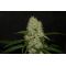OG Kush Mix Feminisiert OG Kush Mix Feminisiert