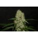 OG Kush Mix Feminisiert OG Kush Mix Feminisiert