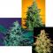 Sativa Champion Pack Feminisiert Sativa Champion Pack Feminisiert