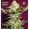 Sativa Spirit Sativa Spirit