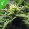 Skunk #1 Skunk #1