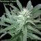 Skunk Mix Skunk Mix