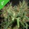 Skunk Special Skunk Special