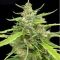 Sugar Haze Sugar Haze