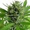 Top Skunk 44 Feminisiert Top Skunk 44 Feminisiert