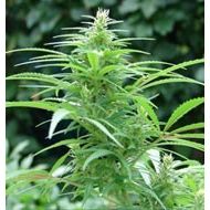 Ganja Dwarf / Lowrider