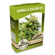 Hawaii x Skunk #1