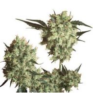 Marleys Collie Marleys Collie