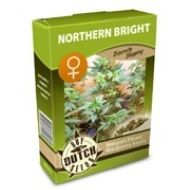 Northern Bright Feminisiert