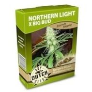 Northern Lights x Big Bud