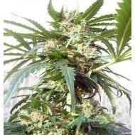 Polarlight Feminisiert