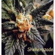 Sheherazade Feminisiert