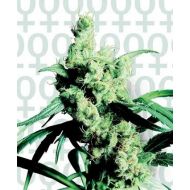 Silver Haze #9 Feminisiert Silver Haze #9 Feminisiert