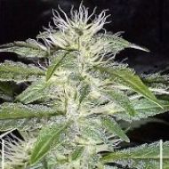 Strawberry Ice Feminisiert