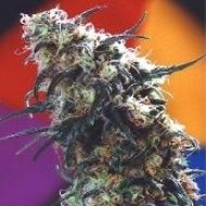 Super Haze Feminisiert