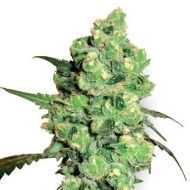 Super Skunk Feminisiert (White Label)