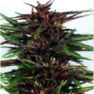 Twilight Feminisiert