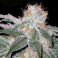 White Widow