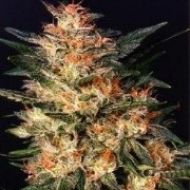 White Widow Feminisiert White Widow Feminisiert