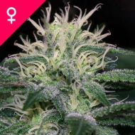 WSS Skunk Feminisiert